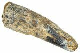 Fossil Spinosaurus Tooth - Feeding Worn Tip #348603-1
